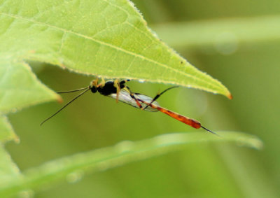 Cremastinae Ichneumon Wasp species; female