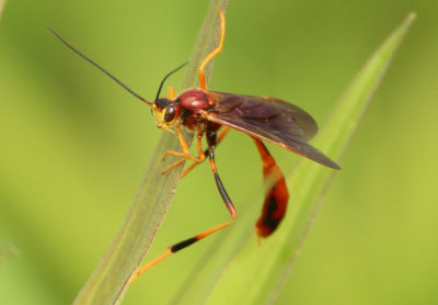 Gravenhorstiini Ichneumon Wasp species; female