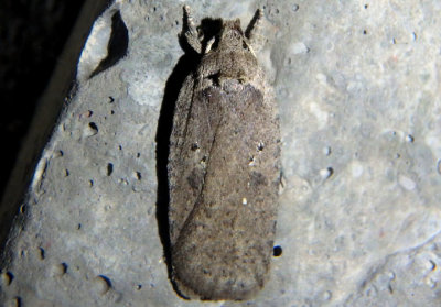 0862 - Agonopterix clemensella; Twirler Moth species