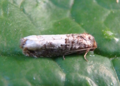 3206 - Epiblema dorsisuffusana; Tortricid Moth species