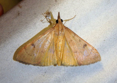 4992 - Uresiphita reversalis; Genista Broom Moth
