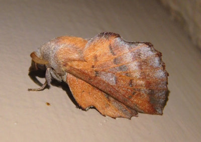 7687 - Phyllodesma americana; American Lappet Moth
