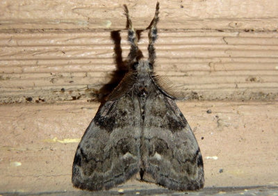 8316 - Orgyia leucostigma; White-marked Tussock Moth; male