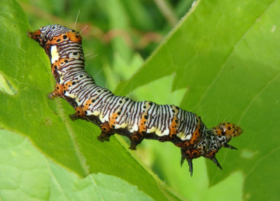 9314 - Alypia octomaculata; Eight-spotted Forester caterpillar