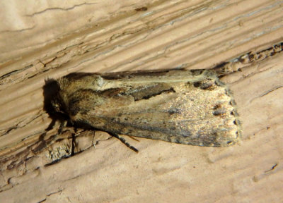 9433 - Xylomoia chagnoni; Chang Borer Moth