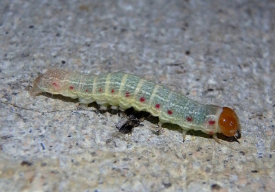 10521 - Morrisonia confusa; Confused Woodgrain caterpillar