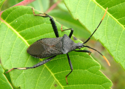 Acanthocephala terminalis; Leaf-footed Bug species