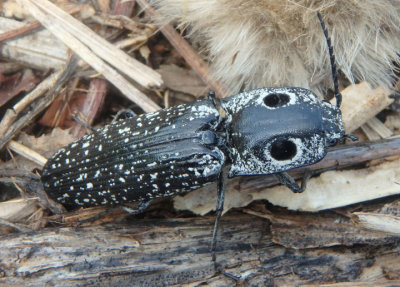 Alaus oculatus; Eastern Eyed Click Beetle