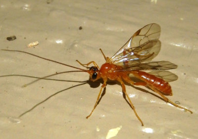 Alexeter canaliculatus; Ichneumon Wasp species; female