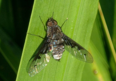 Anthrax albofasciatus; Bee Fly species