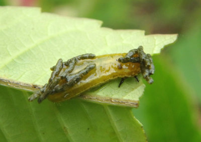 Blepharida rhois; Sumac Flea Beetle larva