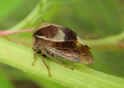 Ceresa diceros; Two-horned Treehopper