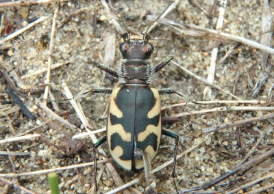 Cicindela formosa generosa; Big Sand Tiger Beetle