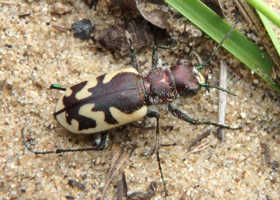 Cicindela formosa generosa; Big Sand Tiger Beetle