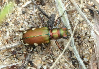 Cicindela scutellaris lecontei; Festive Tiger Beetle