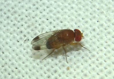 Drosophila suzukii; Spotted-winged Drosophila; male; exotic