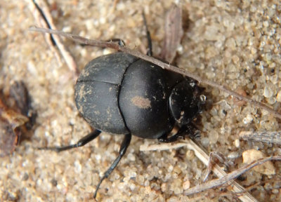 Canthon Dung Beetle species
