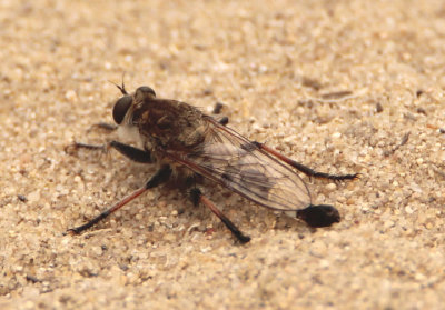 Efferia albibarbis; Robber Fly species; male