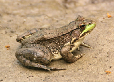 Green Frog; female