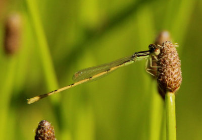 Ischnura hastata; Citrine Forktail; male