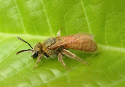 Lasioglossum vierecki; Viereck's Dialictus; female