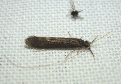 Leptoceridae Long-horned Caddisfly species