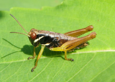 Melanoplus gracilis; Graceful Grasshopper nymph