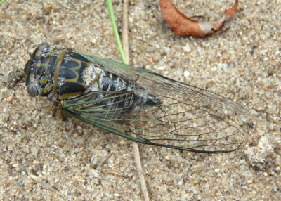 Diceroprocta vitripennis; Green-winged Cicada