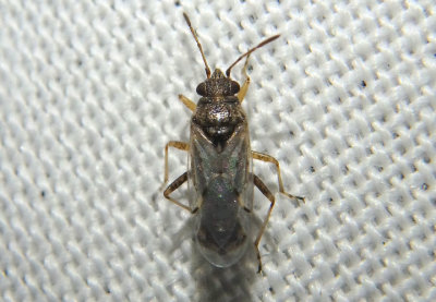 Nysius False Chinch Bug species