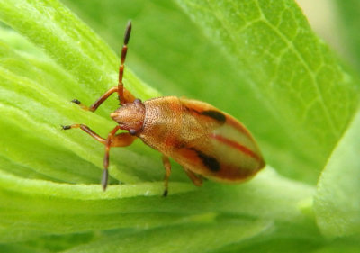 Oedancala dorsalis; True Bug species nymph