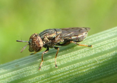 Orthonevra nitida; Syrphid Fly species; male