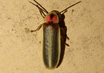 Photinus Firefly species