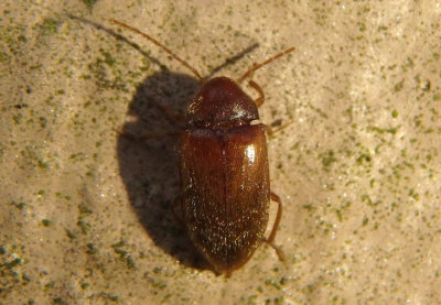 Ptilodactyla Toe-winged Beetle species