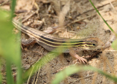 Six-lined Prairie Racerunner