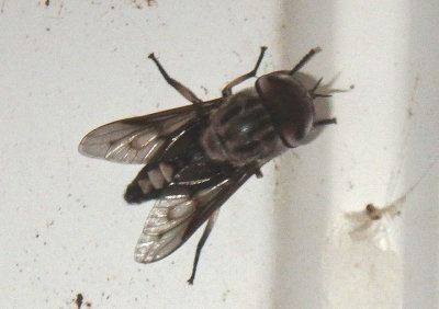 Tabanus trimaculatus; Horse Fly species; male