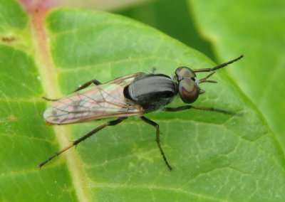 Therevidae Stilleto Fly species