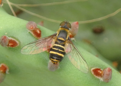 Villa Bee Fly species