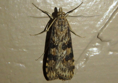 5156 - Nomophila nearctica; Lucerne Moth