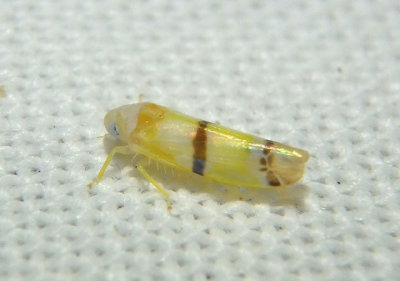 Empoa gillettei; Leafhopper species