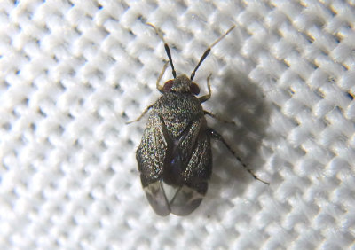 Rhinacloa forticornis; Western Plant Bug