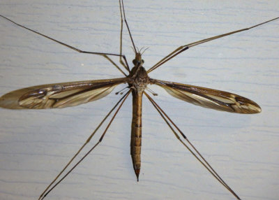 Tipula caloptera; Large Cranefly species; female