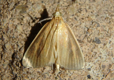 4937 - Nascia acutellus; Streaked Orange Moth