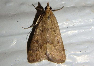 4975 - Achyra rantalis; Garden Webworm Moth