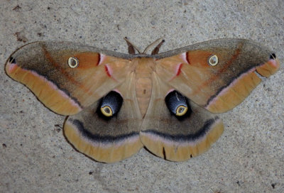 7757 - Antheraea polyphemus; Polyphemus Moth; female