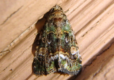 9051 - Lithacodia musta; Small Mossy Lithacodia