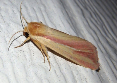 10434 - Dargida rubripennis; The Pink Streak