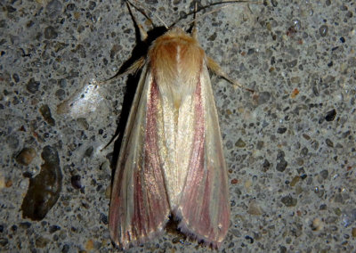 10434 - Dargida rubripennis; The Pink Streak