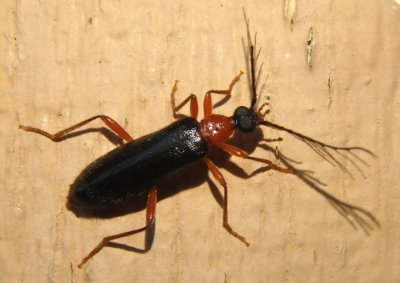 Dendroides canadensis; Fire-colored Beetle species; male