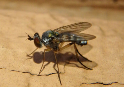 Argyra Long-legged Fly species; male