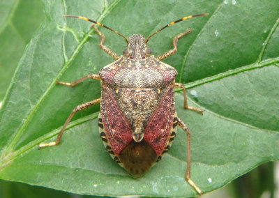 Halyomorpha halys; Brown Marmorated Stink Bug; exotic